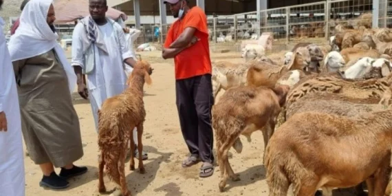 Daging Dam Jemaah Haji Bakal Disalurkan ke Palestina