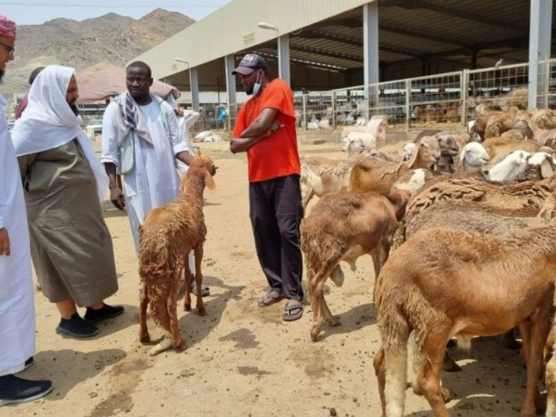 daging-dam-jemaah-haji-bakal-disalurkan-ke-palestina