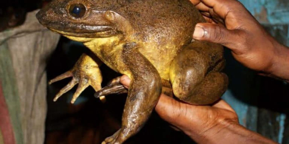 Katak Goliath, Katak Sebesar Kucing yang Mampu Pindahkan Batu Besar, Kini Hampir Punah