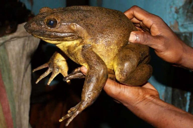 katak-goliath,-katak-sebesar-kucing-yang-mampu-pindahkan-batu-besar,-kini-hampir-punah