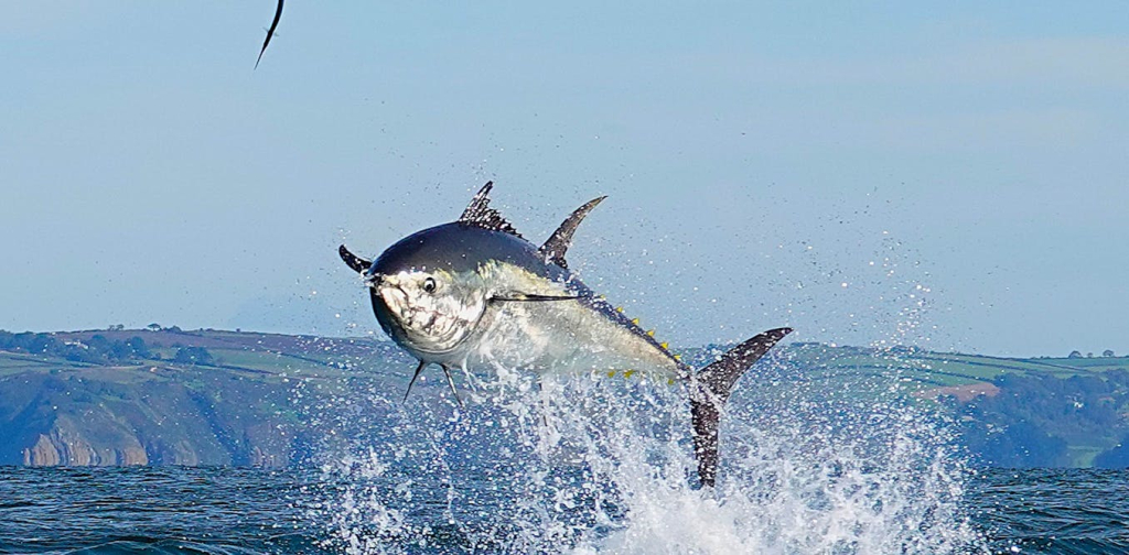 tuna-has-overtaken-cod-as-the-uk’s-top-selling-seafood-–-here’s-why