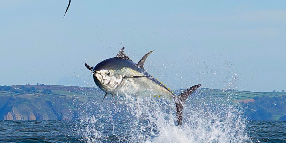 Tuna has overtaken cod as the UK’s top-selling seafood – here’s why