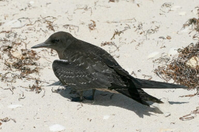 dara-laut-sayap-hitam,-burung-yang-bisa-terbang-hingga-5-tahun-di-tanpa-mendarat