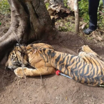 jerat-babi-kembali-lukai-harimau-di-pasaman