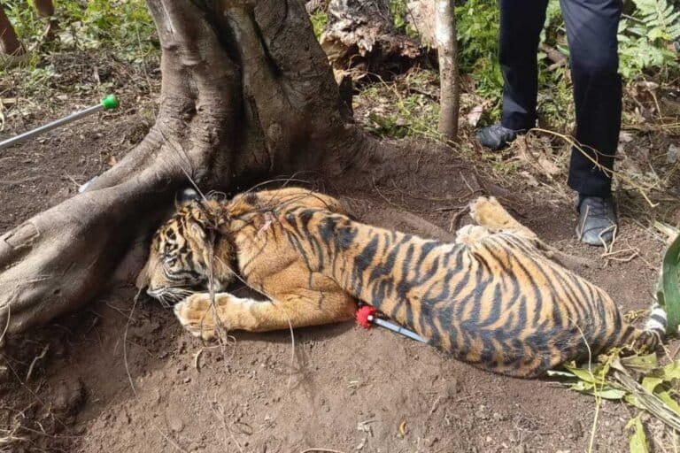 jerat-babi-kembali-lukai-harimau-di-pasaman