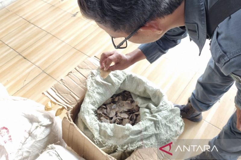 kemenhut-tahan-penyelundup-3-ton-sisik-trenggiling-tujuan-kamboja