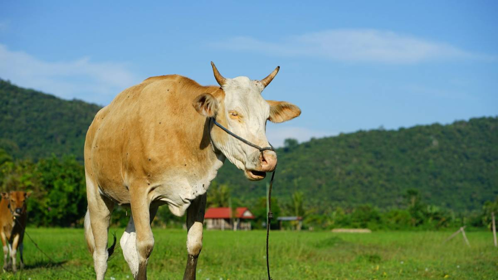 dear-panitia-kurban:-bukan-cuma-asal-potong-dan-bagi,-distribusi-daging-kurban-itu-ada-“aturannya”