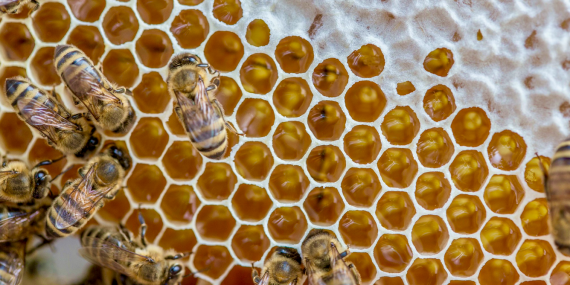 shutting-down-federal-bee-labs-threatens-bees,-beekeepers-and-the-us-food-system