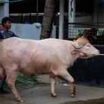 kerbau-albino-mirip-donald-trump-viral-jelang-idul-adha-di-bangladesh
