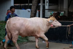 kerbau-albino-mirip-donald-trump-viral-jelang-idul-adha-di-bangladesh