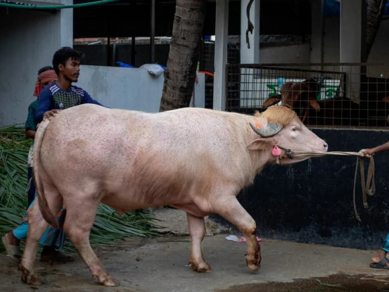 kerbau-albino-mirip-donald-trump-viral-jelang-idul-adha-di-bangladesh