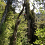 pohon-berusia-5.000-tahun,-sudah-ada-sebelum-piramida-giza-dibangun,-kini-sekarat