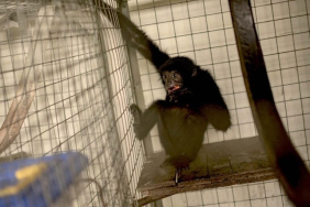 owa-siamang-dan-kelestarian-hutan-bukit-lumut-balai