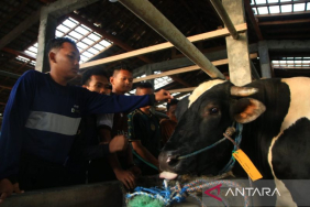 prabowo-salurkan-sapi-kurban-seberat-910-kg-ke-pondok-modern-gontor