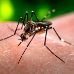 apa-dampaknya-jika-kita-memusnahkan-semua-nyamuk?