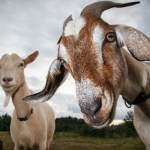 risiko-zoonosis-pada-hewan-kurban