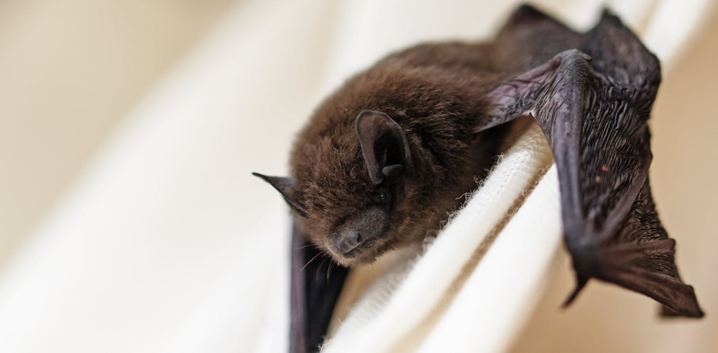 bat-in-the-house?-here’s-how-to-remove-it-safely