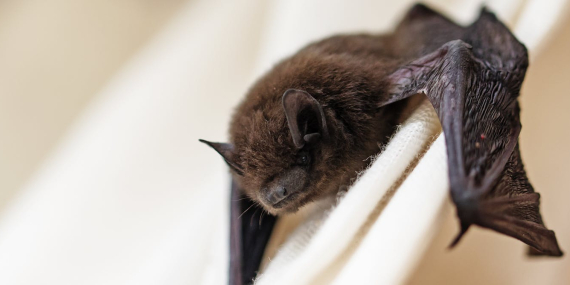 bat-in-the-house?-here’s-how-to-remove-it-safely