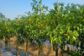 petani-cabai-rembang:-harga-tinggi-bantu-tutupi-biaya-produksi