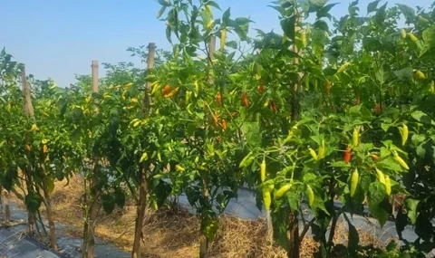 petani-cabai-rembang:-harga-tinggi-bantu-tutupi-biaya-produksi