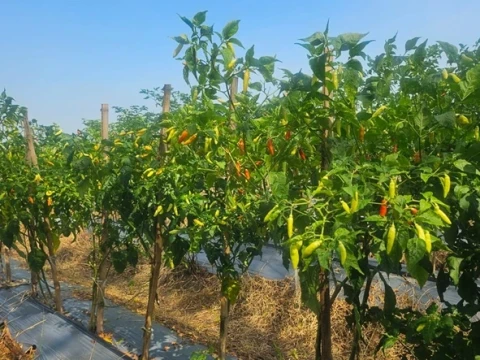 petani-cabai-rembang:-harga-tinggi-bantu-tutupi-biaya-produksi
