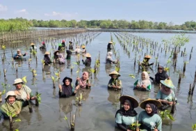 menanam-mangrove,-perempuan-pesisir-utara-pekalongan-menanam-kehidupan