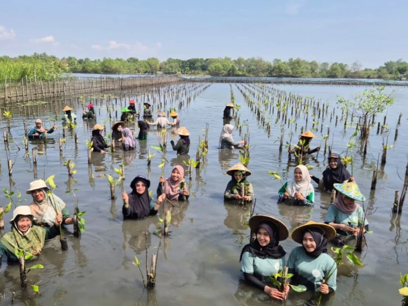 menanam-mangrove,-perempuan-pesisir-utara-pekalongan-menanam-kehidupan
