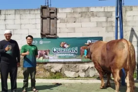 penyaluran-hewan-kurban-nu-care-lazisnu-di-pesantren-almanar-azhari,-depok