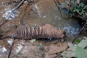 kasus-gajah-dan-harimau-mati-di-bentang-seblat,-desak-pemerintah-serius-lindungi-habitat-satwa