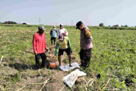 polisi-turun-ke-kebun-tebu,-petani-tulangan-didorong-tanam-jagung-demi-swasembada-pangan