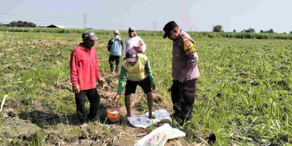Polisi Turun ke Kebun Tebu, Petani Tulangan Didorong Tanam Jagung Demi Swasembada Pangan