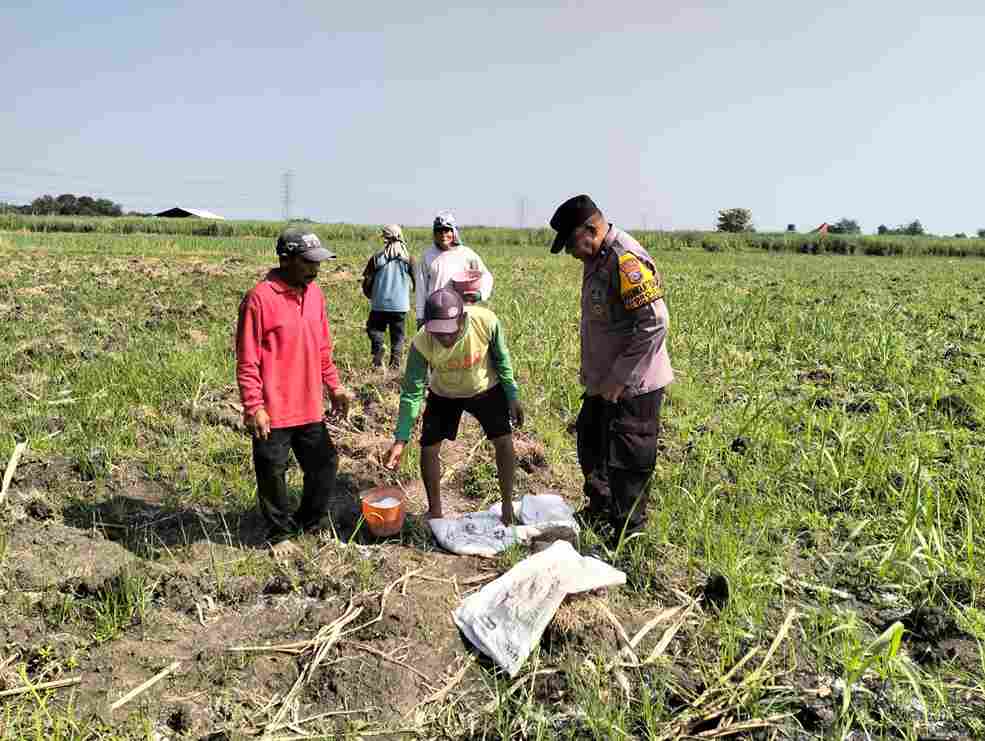 polisi-turun-ke-kebun-tebu,-petani-tulangan-didorong-tanam-jagung-demi-swasembada-pangan