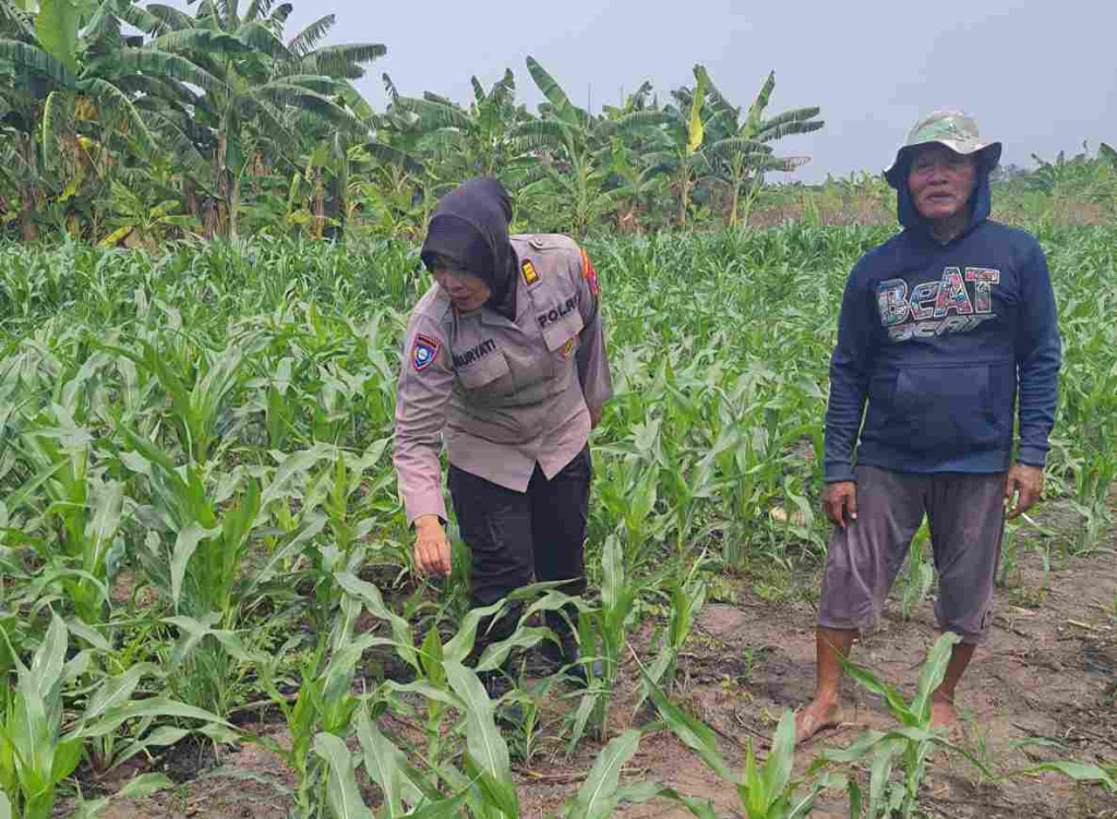 polisi-turun-ke-lahan-jagung,-dukung-ketahanan-pangan-di-sidoarjo