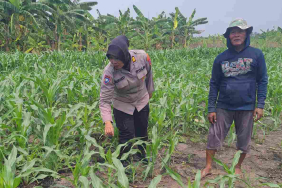 polisi-turun-ke-lahan-jagung,-dukung-ketahanan-pangan-di-sidoarjo