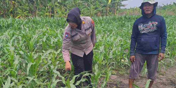 Polisi Turun ke Lahan Jagung, Dukung Ketahanan Pangan di Sidoarjo