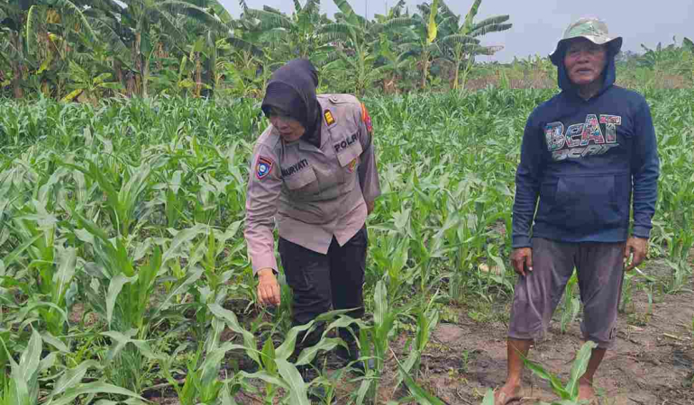 polisi-turun-ke-lahan-jagung,-dukung-ketahanan-pangan-di-sidoarjo
