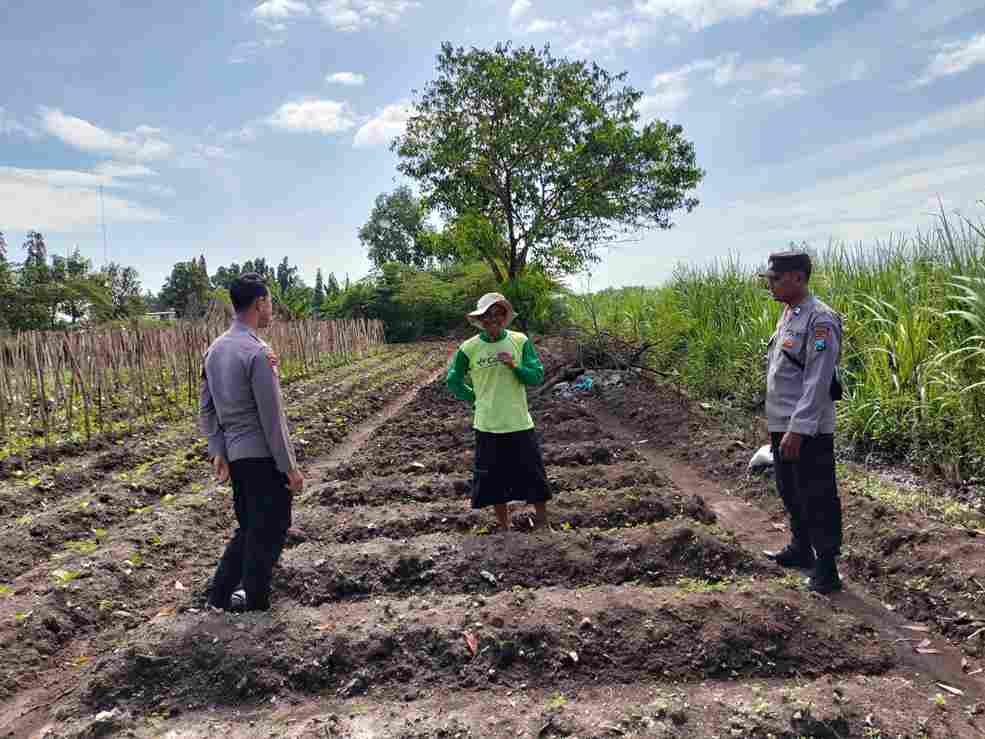 polres-mojokerto-kota-perkuat-ketahanan-pangan-lewat-pendampingan-petani-terong-di-blooto