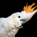 parrot-day:-seruan-penyelamatan-paruh-bengkok-dari-kepulauan-aru