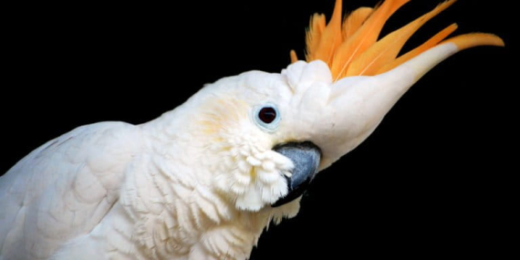 parrot-day:-seruan-penyelamatan-paruh-bengkok-dari-kepulauan-aru