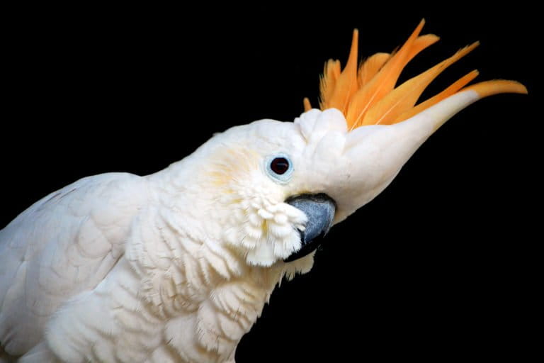 parrot-day:-seruan-penyelamatan-paruh-bengkok-dari-kepulauan-aru