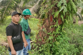 menang-gugatan-rspo,-masyarakat-adat-talang-parit-dapat-lahan-sawit-dari-grup-samsung