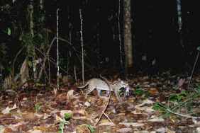 dari-hutan-ke-kebun-sawit,-bagaimana-cara-kucing-kuwuk-beradaptasi?