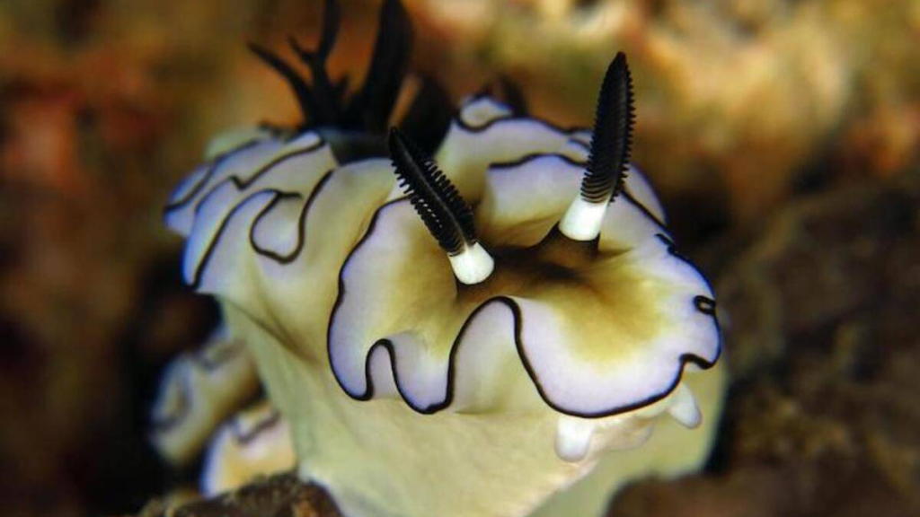 disebut-siput-telanjang-karena-tak-bercangkang,-biota-laut-ini-ternyata-berkeliaran-di-indonesia