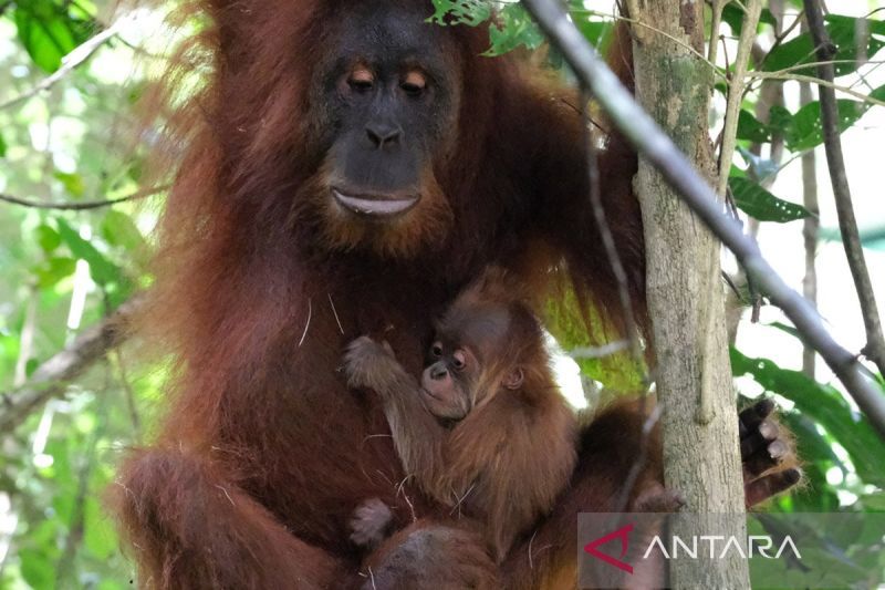 kemenhut-umumkan-kelahiran-orangutan-badar-di-ca-jantho-aceh