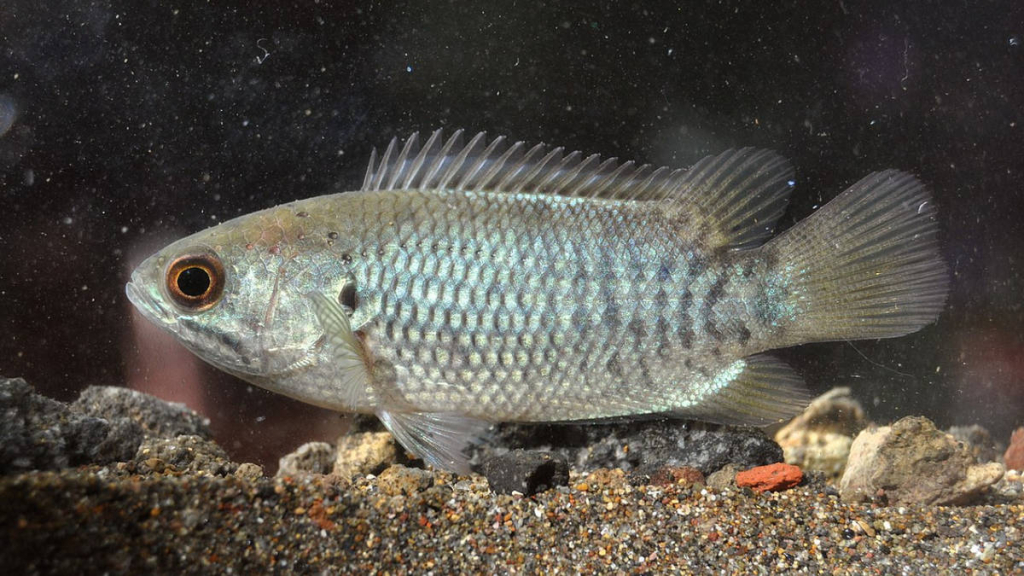 kisah-ikan-terubuk-dan-ikan-puyu,-cerita-rakyat-dari-labuhan-batu-sumatera-utara