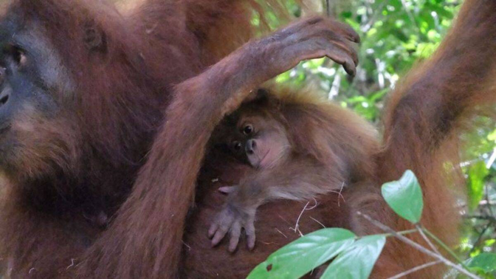 selamat-datang-badar!-si-bayi-orangutan-sumatera-yang-baru-lahir-di-cagar-alam-jantho-aceh