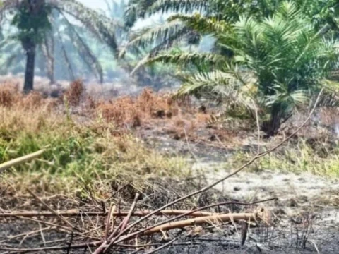 karhutla-nagan-raya-capai-60-hektare,-nu-aceh-minta-pemerintah-serius-cegah-perluasan