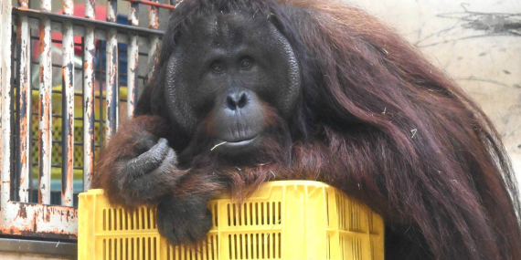 Bukan Cuma Manusia, Orangutan Kalimantan Juga Punya “Resepsi Pernikahan” di Jepang