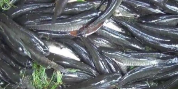 manfaat-mengonsumsi-ikan-gabus-yang-tinggi-kadar-albumin