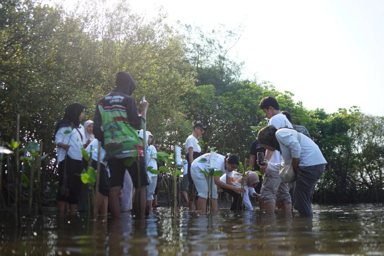 tanam-mangrove-dan-lepas-tukik-di-pesisir-bantul